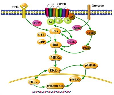 Role of the Extracellular Signal-Regulated Kinase 1/2 Signaling Pathway in Ischemia-Reperfusion Injury